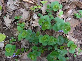 Glechoma hederacea