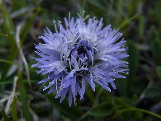 Globularia cordifolia