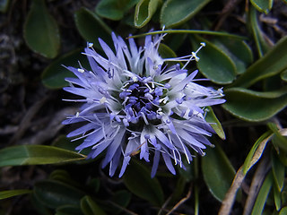 Globularia cordifolia