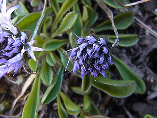 Globularia cordifolia