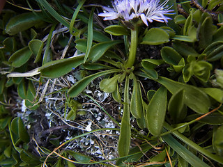 Globularia cordifolia