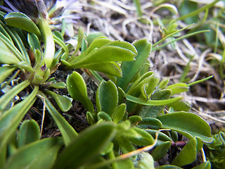 Globularia cordifolia