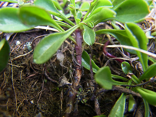 Globularia cordifolia