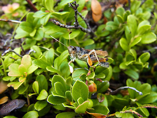 Gomphocerus sibiricus