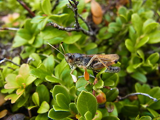 Gomphocerus sibiricus