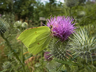 Gonepteryx rhamni