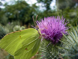 Gonepteryx rhamni