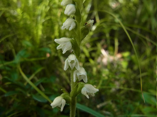 Goodyera repens