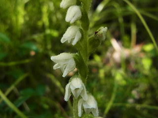 Goodyera repens