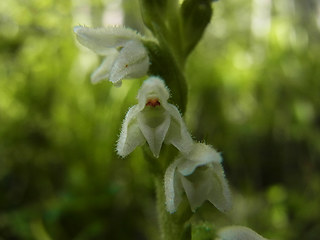 Goodyera repens