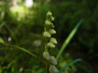 Goodyera repens