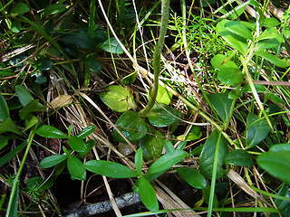 Goodyera repens