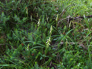 Goodyera repens