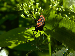 Graphosoma lineatum