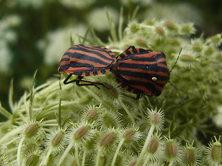 Graphosoma lineatum