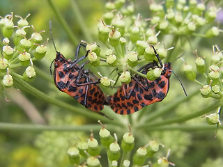 Graphosoma lineatum