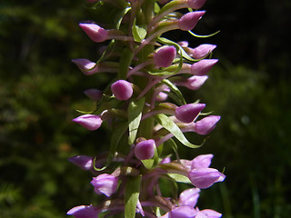 Gymnadenia conopsea