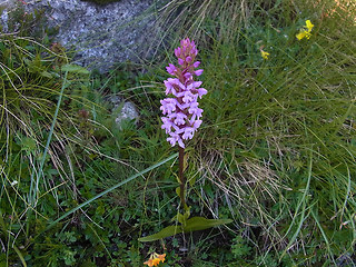 Gymnadenia conopsea ssp. alpina