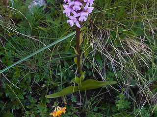 Gymnadenia conopsea ssp. alpina