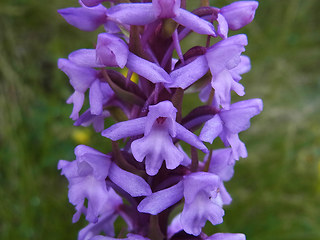 Gymnadenia conopsea ssp. alpina