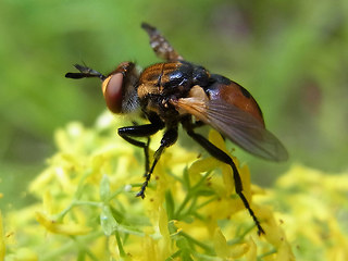 Gymnosoma rotundatum