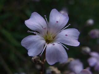 Gypsophila repens