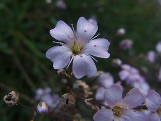 Gypsophila repens