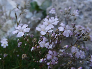 Gypsophila repens