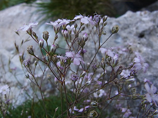 Gypsophila repens