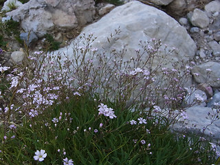 Gypsophila repens