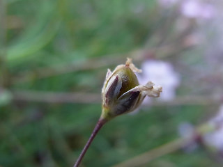 Gypsophila repens