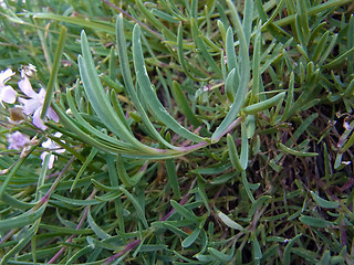 Gypsophila repens