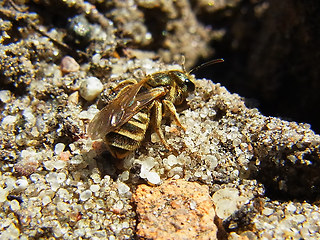 Halictus 18