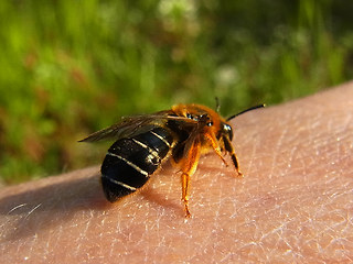 Halictus rubicundus