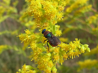 Hedychrum niemelaei