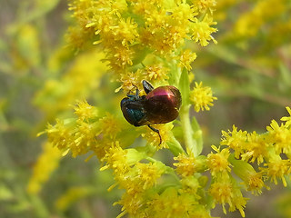 Hedychrum niemelaei