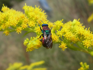 Hedychrum niemelaei