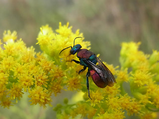 Hedychrum niemelaei