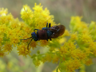 Hedychrum niemelaei