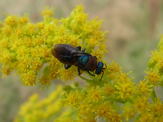 Hedychrum niemelaei