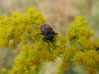 Hedychrum niemelaei