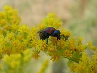 Hedychrum niemelaei