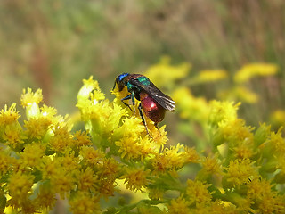 Hedychrum niemelaei