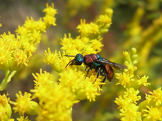 Hedychrum niemelaei