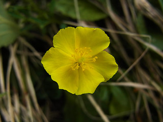 Helianthemum alpestre