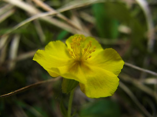 Helianthemum alpestre