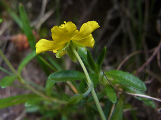 Helianthemum alpestre