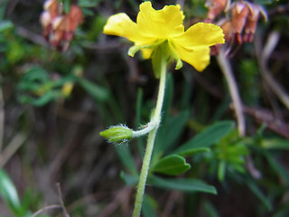 Helianthemum alpestre