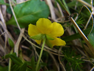 Helianthemum alpestre