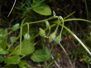 Helianthemum alpestre